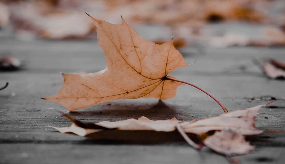 A pale maple leaf lying on a road among other fallen leaves