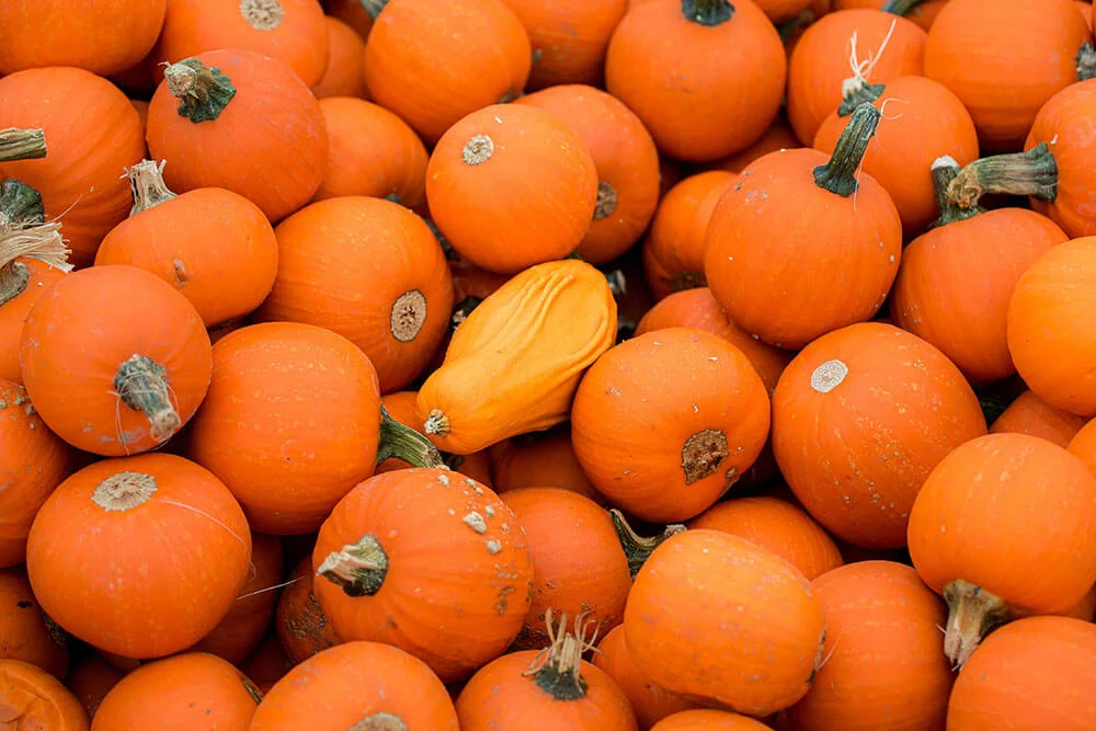 One warped long pumpkin among normal-looking pumpkins